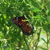 Limenitis archippus