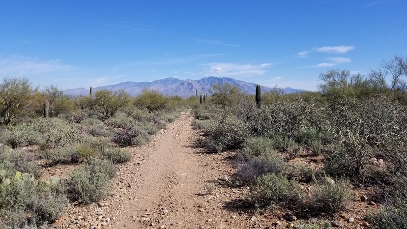 Looking east at the Catalina Mountains