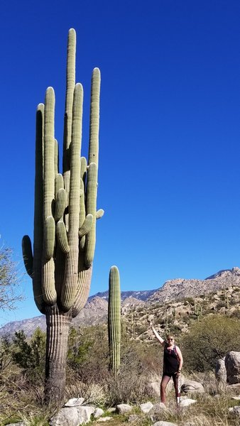 Pointing out one of many saguaros on the way up the trail before crossing over the running water at bathtub tank a short distance away