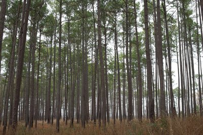 The Bluff Trail runs underneath a canopy of pine trees. Outside of the flood plain, this area may not be flooded when other trails in the park are closed due to the seasonal flooding that is common there.