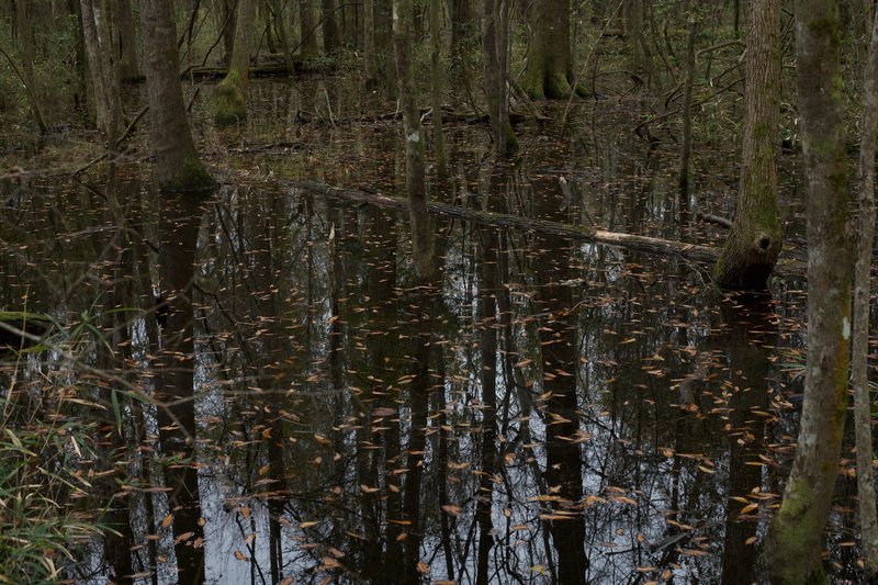 In the winter, the area south of the Boardwalk Trail floods, making it impossible to continue. However, if you are looking to escape the crowds for a little bit, you can head down to where the flood waters come up on the trail.