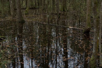 In the winter, the area south of the Boardwalk Trail floods, making it impossible to continue. However, if you are looking to escape the crowds for a little bit, you can head down to where the flood waters come up on the trail.