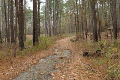 The Caroline Sims Road runs through the woods back toward the boardwalk trail. Made up of gravel, this road meets up with the Boardwalk Trail.