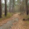 The Caroline Sims Road runs through the woods back toward the boardwalk trail. Made up of gravel, this road meets up with the Boardwalk Trail.