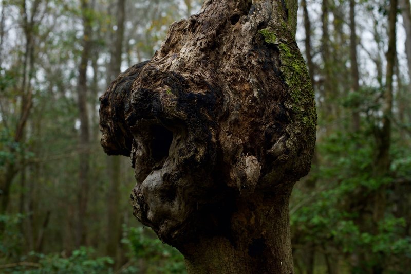 A burl on one of the trees in Congaree. Burls usually occur when the tree is put under some type of stress and are filled with dormant buds.