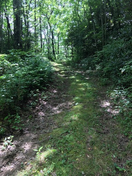 Incline after leaving the creek.