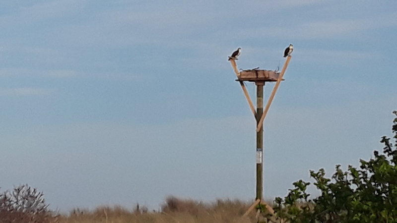 An Osprey couple nesting.