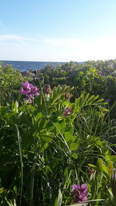 Looking over the Peas out to Fisher's Island, NY
