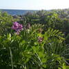 Looking over the Peas out to Fisher's Island, NY