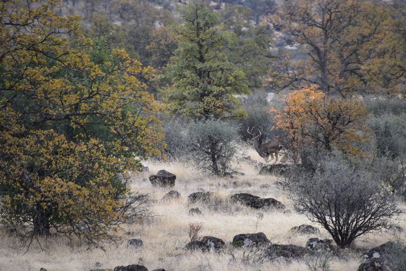 Big Buck blending in the scenery