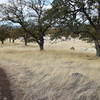 A touch of Fall Color through the dry grass and Oak trees