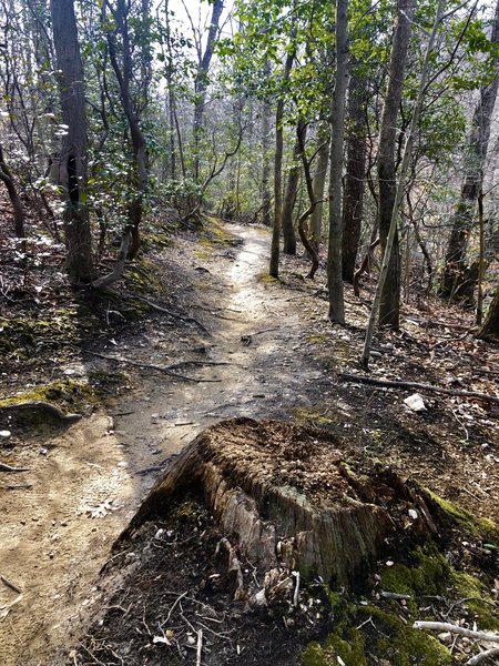 Nice dirt singletrack through pines, hardwoods and mountain laurels.