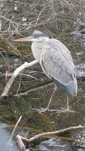 Great Blue Heron