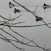 Ring-necked Ducks