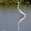 Egret Reflection