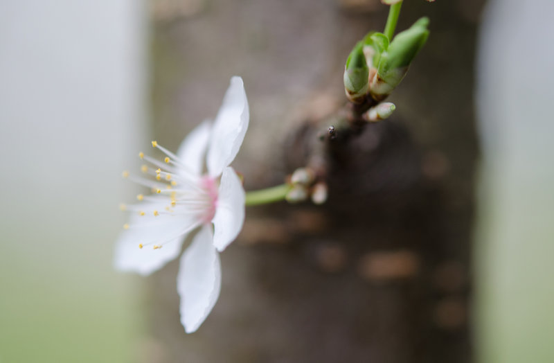 Plum Blossom