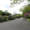 Arnold Arboretum - Bottom of Lilac Hill