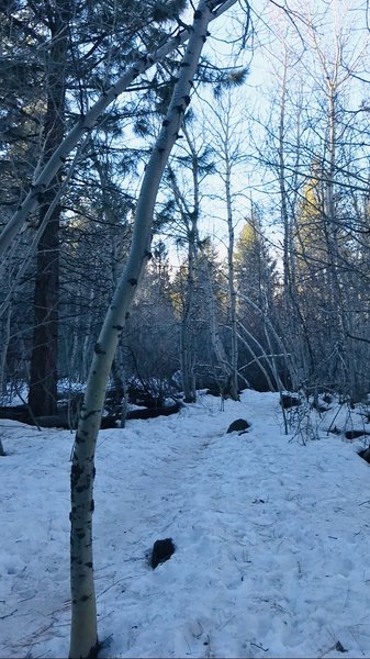 1/20/20 hike. Sharing photo to show conditions of trail. Icy and slippery. Bring clip-ons for shoes to get better traction. Snow is not deep. Just icy.