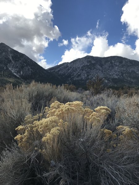 Jobs Peak Trail. The beauty of this trail is the vistas, plant life and view of the Eastern Sierras. Do expansive. Hi on a day filled with cumulus clouds, it will take your breath away. Trail in forest is so so. Nothing special. Little ascent, easy.