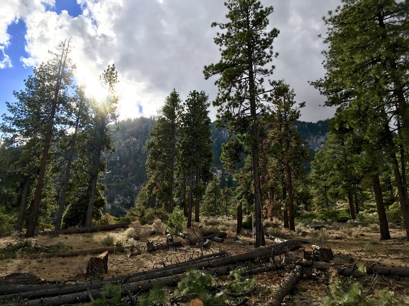 Lots of fallen trees along the path due to construction of homes.