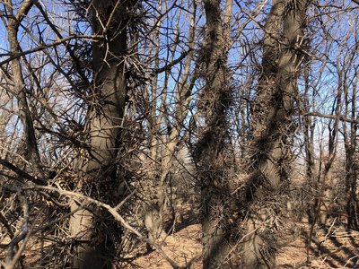 Beware the honey locust trees!