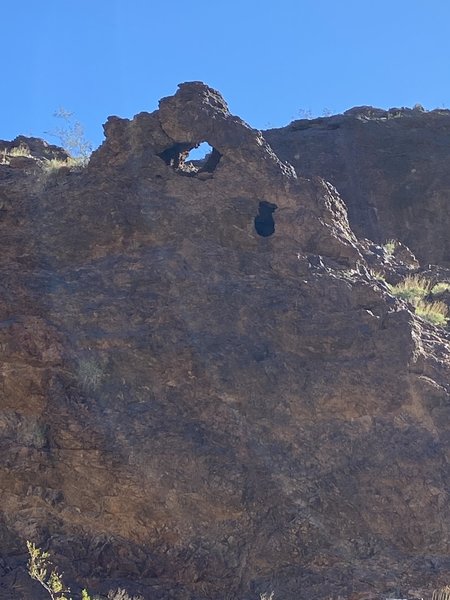 Goldstrike Canyon Trail: just happened to look up during a break and saw this little arch.