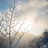 Frosty Branches at Mt Seorak