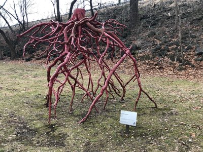 Root sculpture at Karl Stirner Art Trail