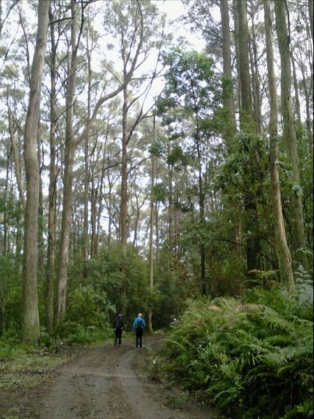 Macedon Ranges Walking Trail