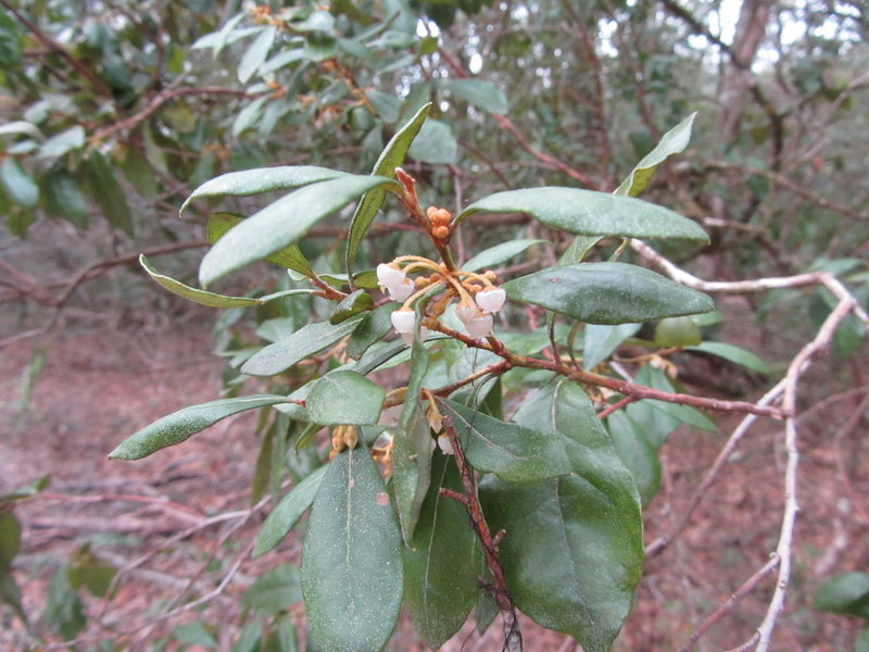 Rusty Lyonia