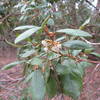 Rusty Lyonia