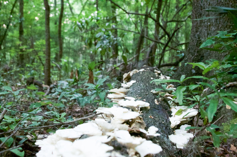 Florida Foraging