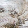 Purple Sandpiper