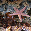 Starfish