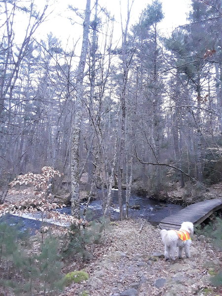 Jack is looking on the trail ahead among the alder and pine.