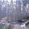 Jack is looking on the trail ahead among the alder and pine.