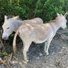 Beach day for Donkeys along the Leinster Bay Trail.