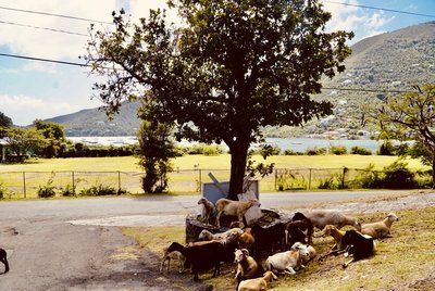The reward after completing the Johnny Horn Trail from Leinster Bay to Coral Bay was a drink at Skinny Legs. How do you find it? Turn left at the goats!