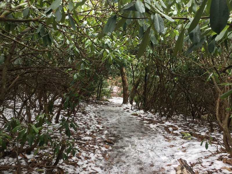 Rhododendron tunnel.