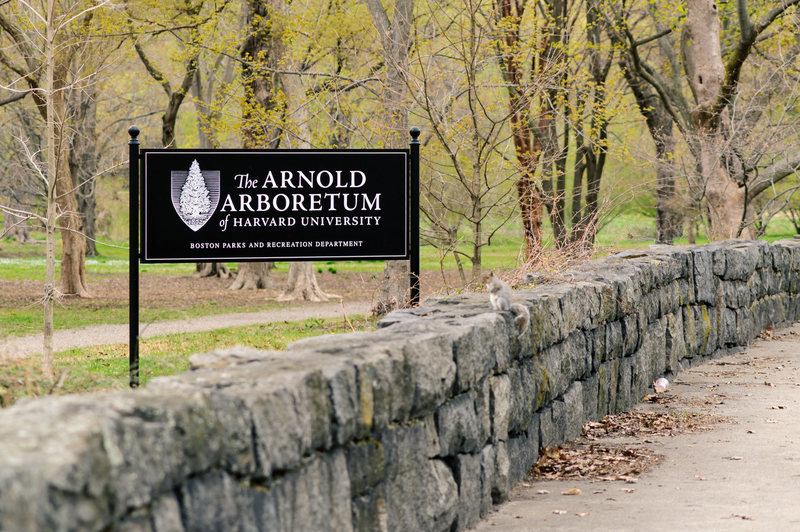 Arnold Arboretum Sign With stone wall and bonus out of focus squirrel