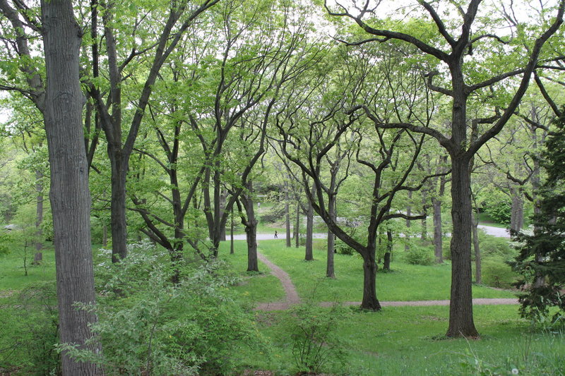 Arnold Arboretum Oaks