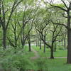 Arnold Arboretum Oaks