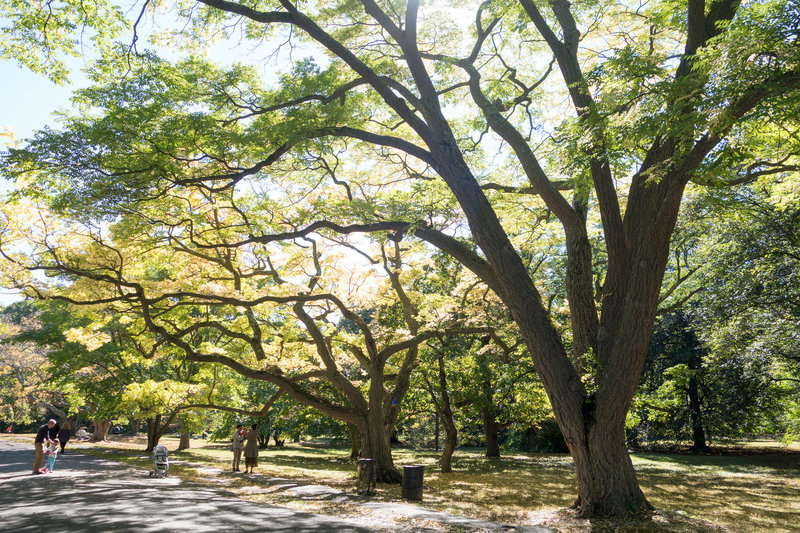 Arnold Arboretum