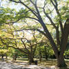 Arnold Arboretum