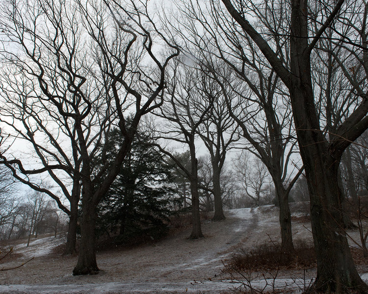 Oak Collection, Arnold Arboretum