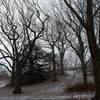 Oak Collection, Arnold Arboretum