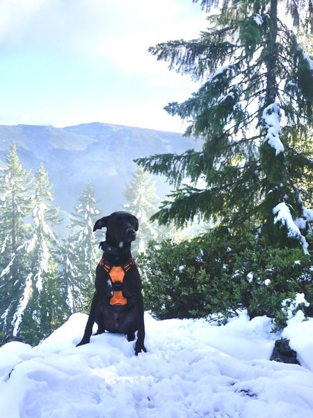 Roscoe at the snowy top of the trail.