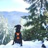 Roscoe at the snowy top of the trail.