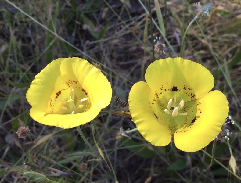 Mariposa Poppy