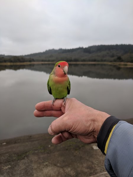 Love bird at Lake Ilsanjo.